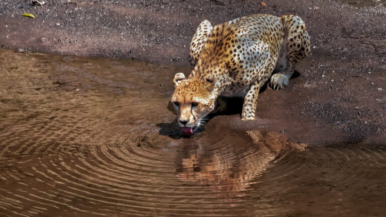 7_Cheetah_Drinking